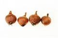 Allium ascalonicum